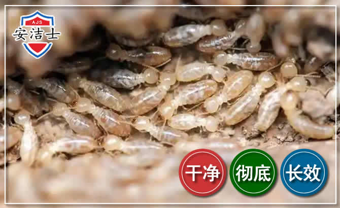 青浦区白蚁防治