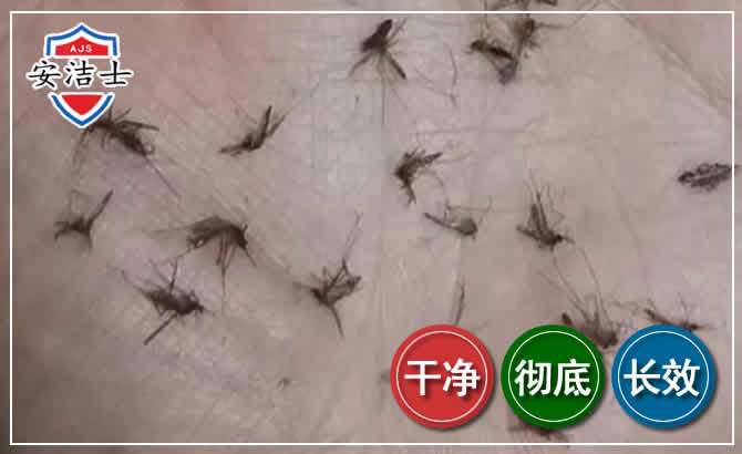 青浦区蚊子防治-灭蚊