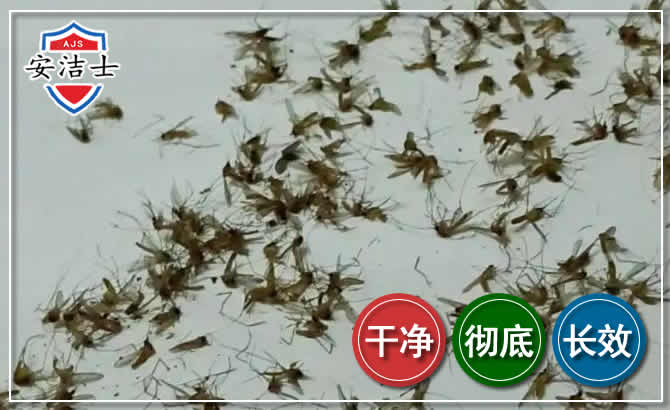 青浦区苍蝇防治-灭蝇