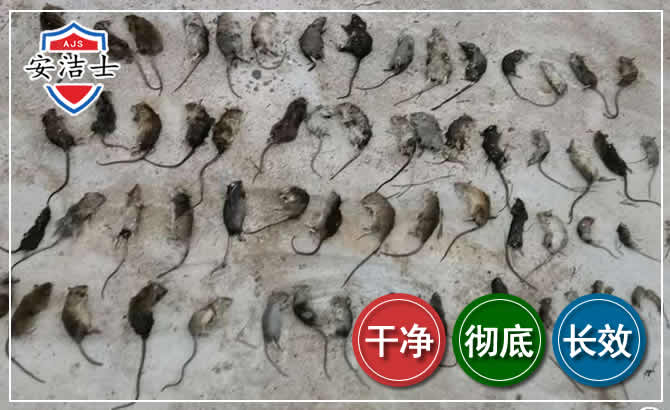 青浦区鼠害防治-灭鼠
