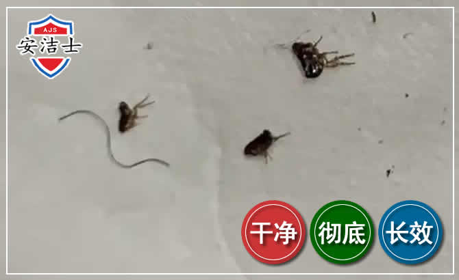 青浦区跳蚤防治-灭跳蚤