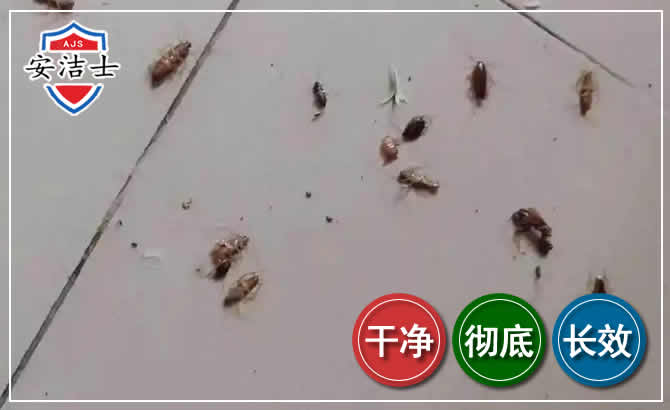 青浦区蟑螂防治-灭蟑螂