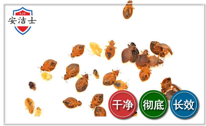 青浦区臭虫防治-消灭臭虫